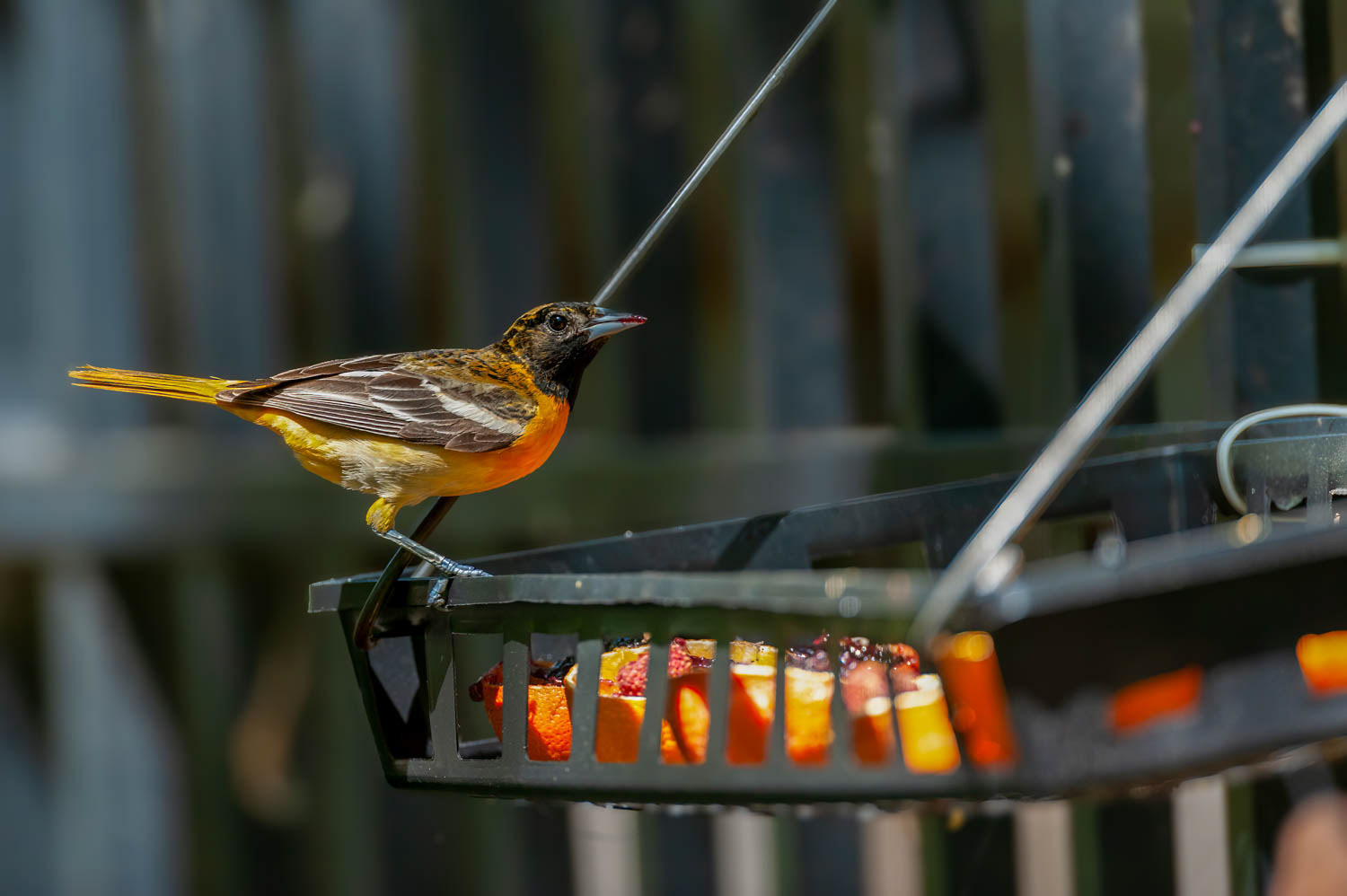 Baltimore Oriole