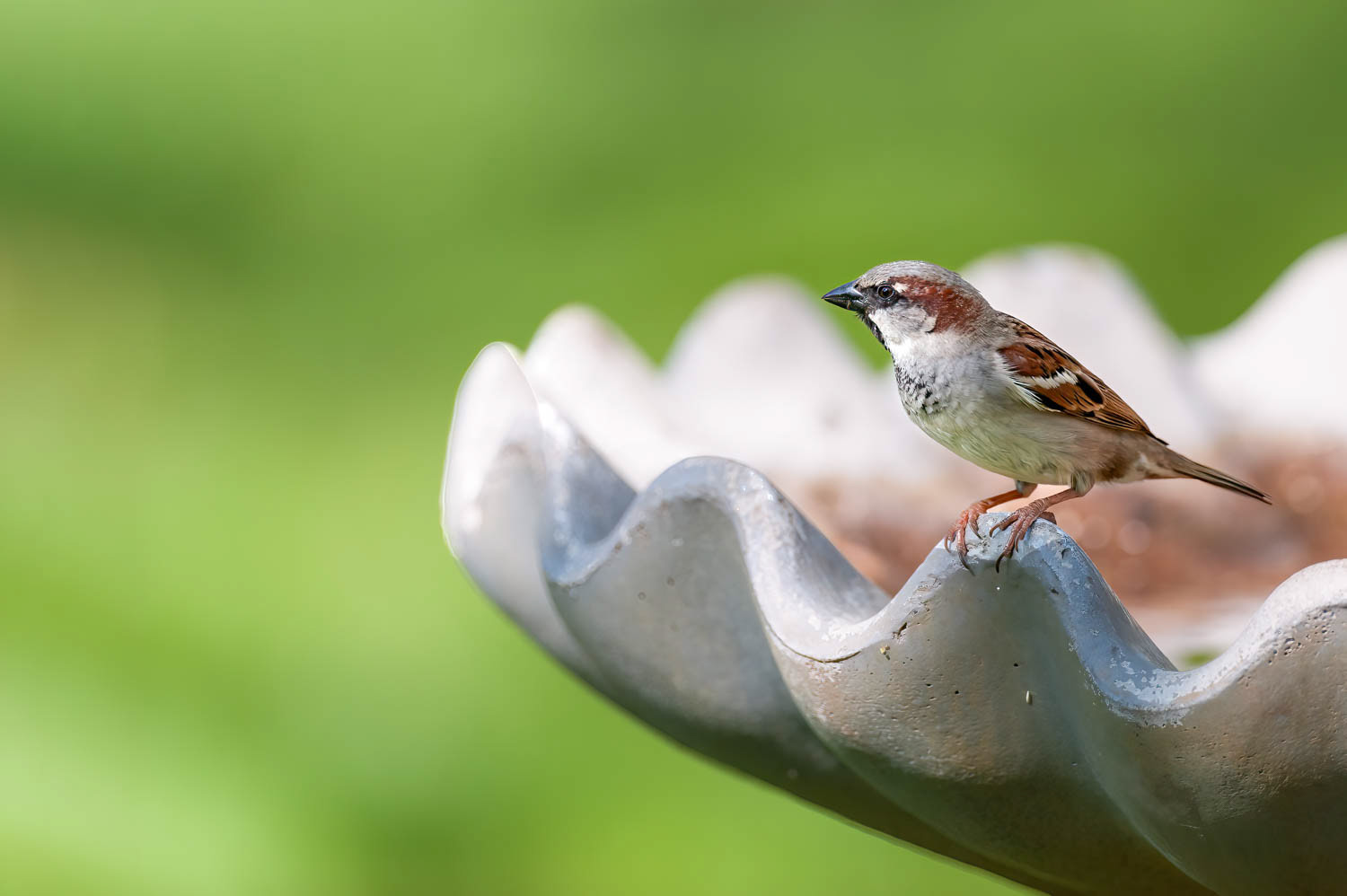House Sparrow