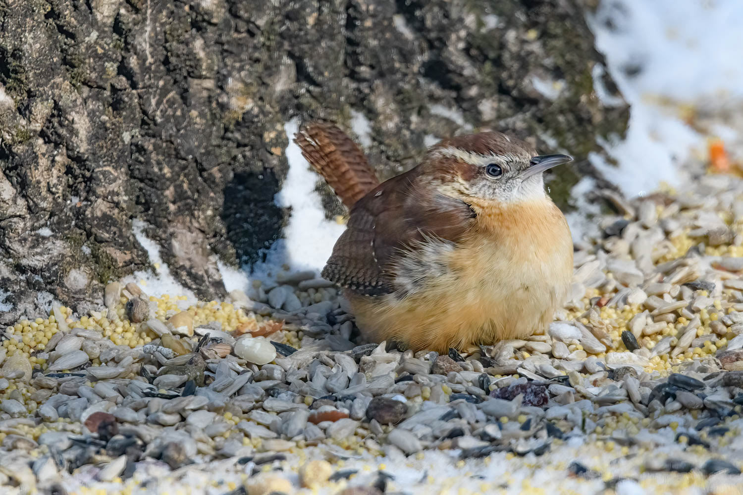 Carolina Wren