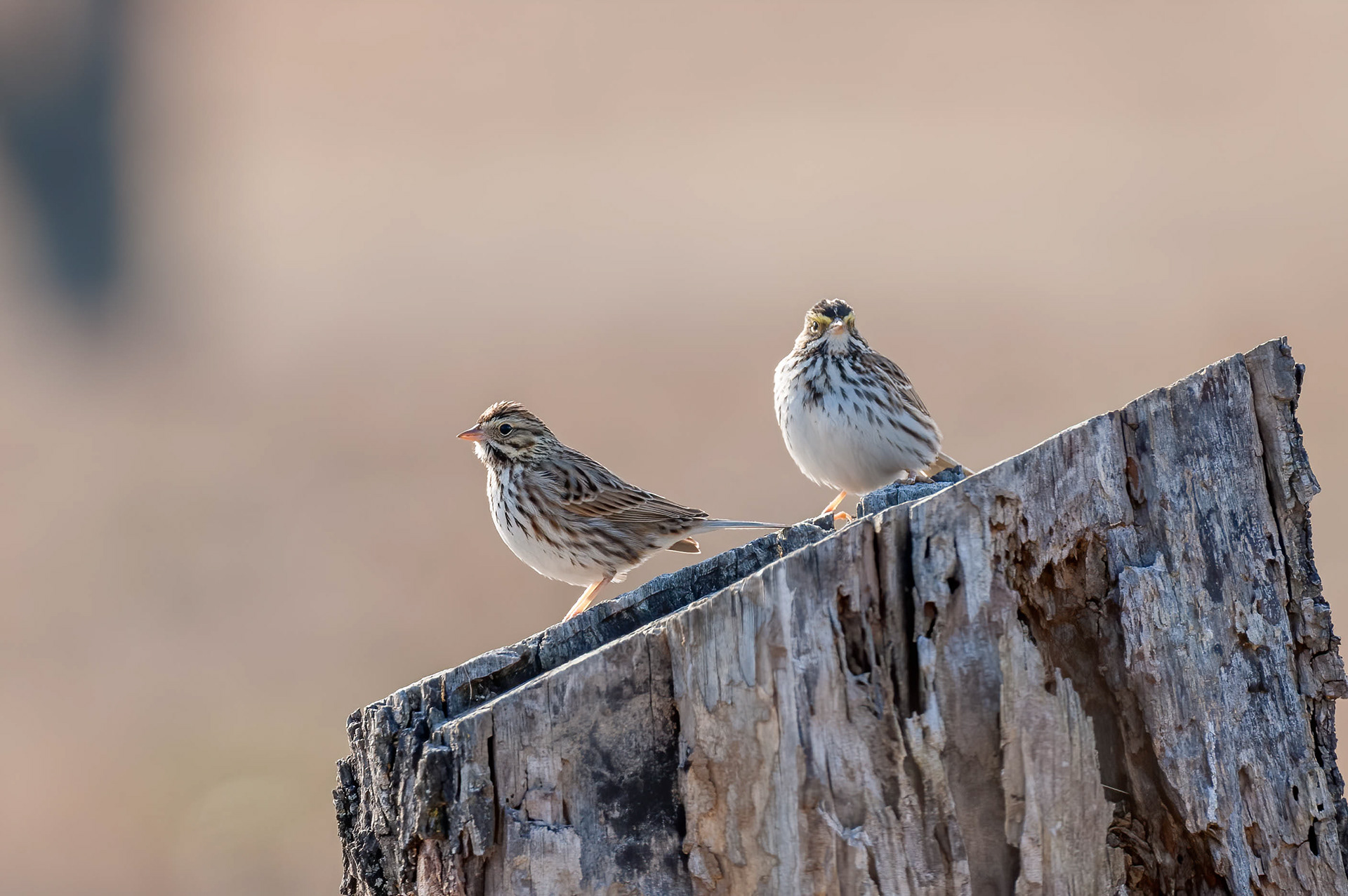 Savannah Sparrow