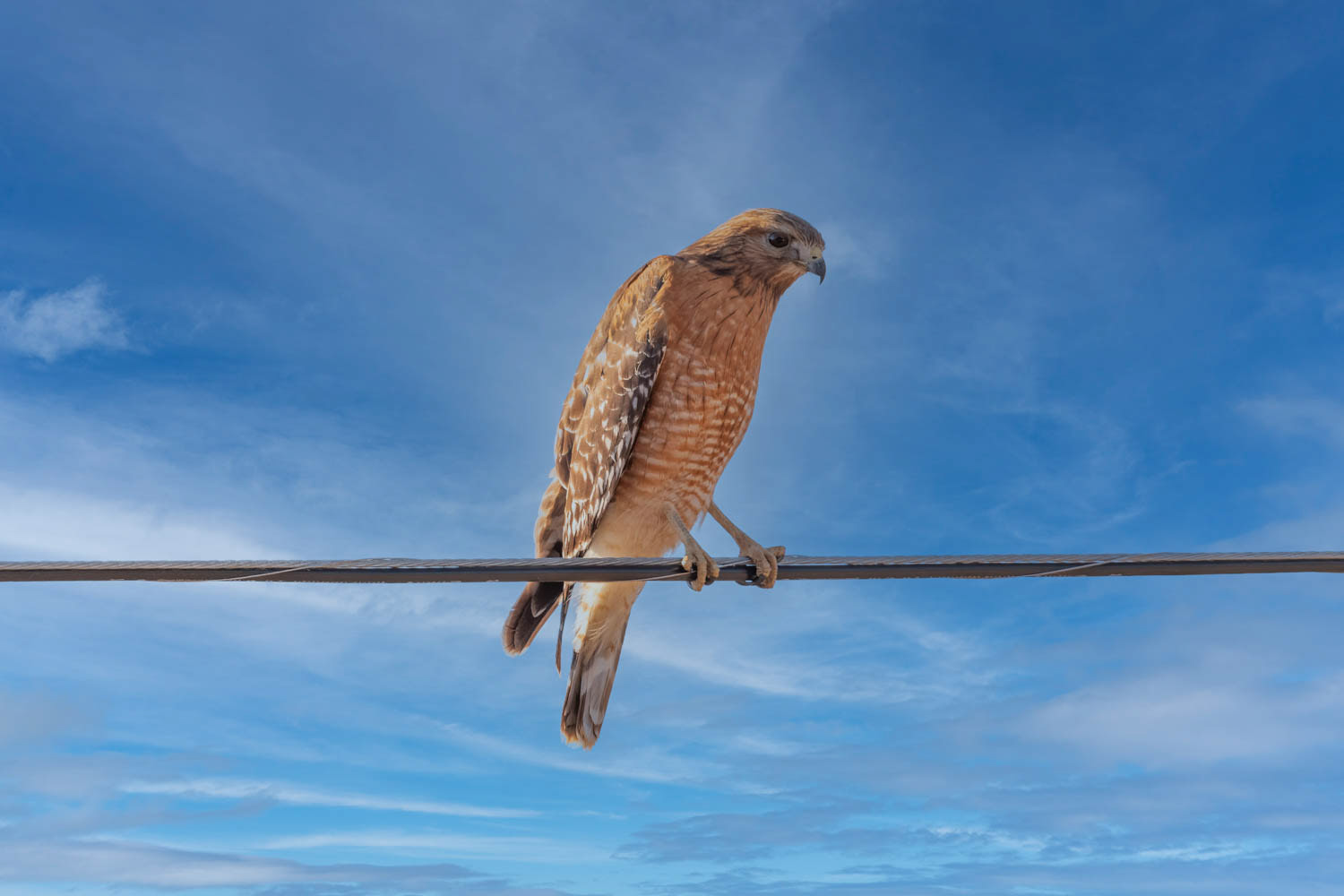Red-shouldered Hawk