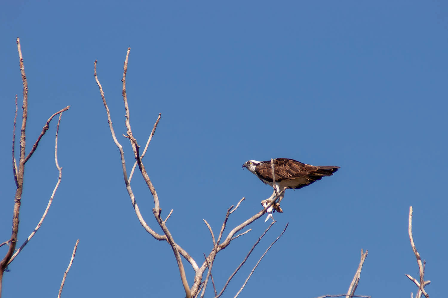 Osprey