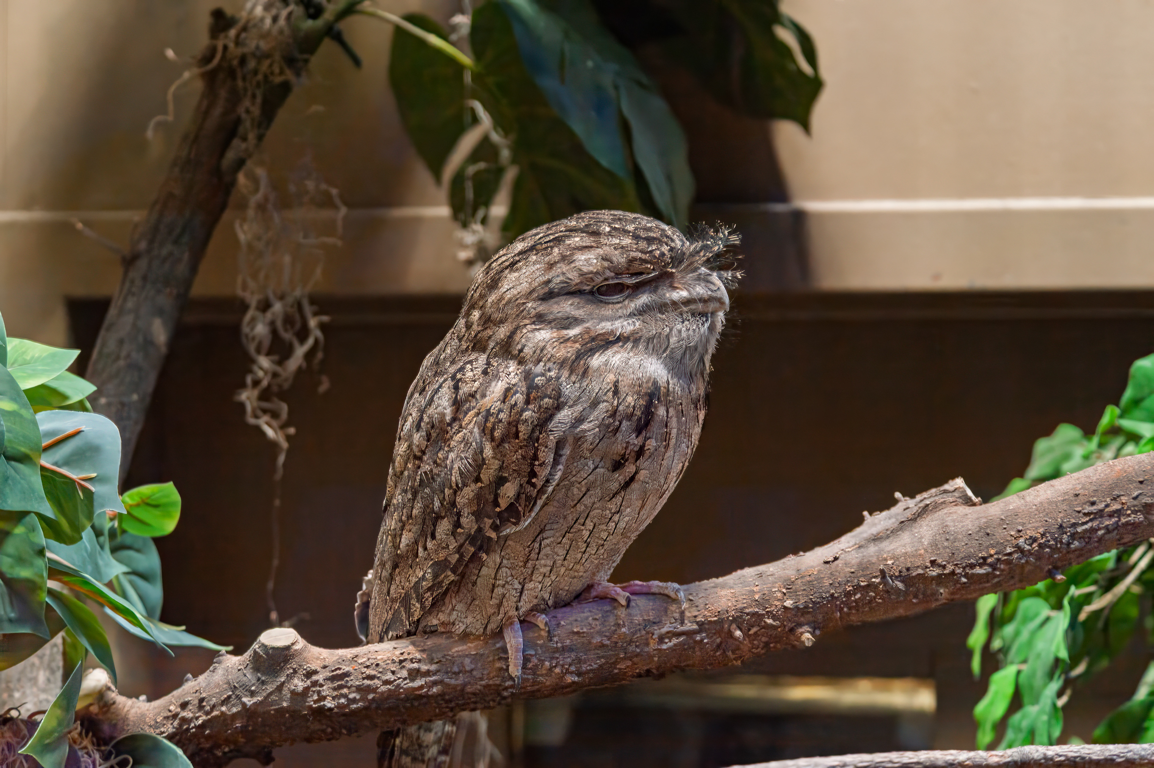Tawny Frogmouth Owl  (Podargus strigoides)