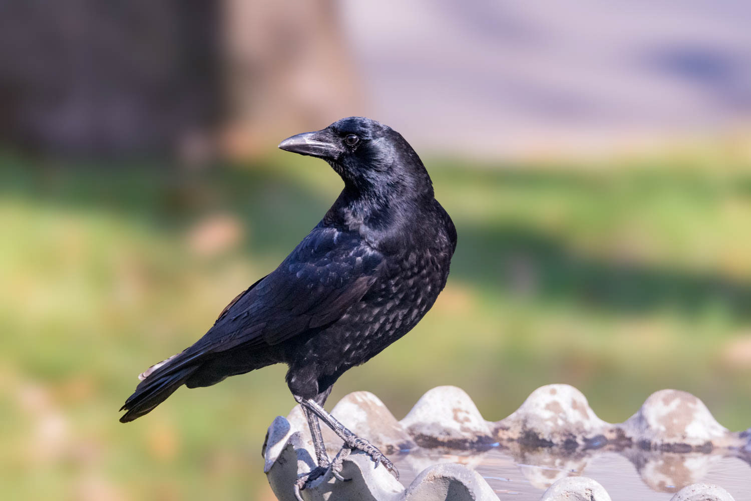 American Crow