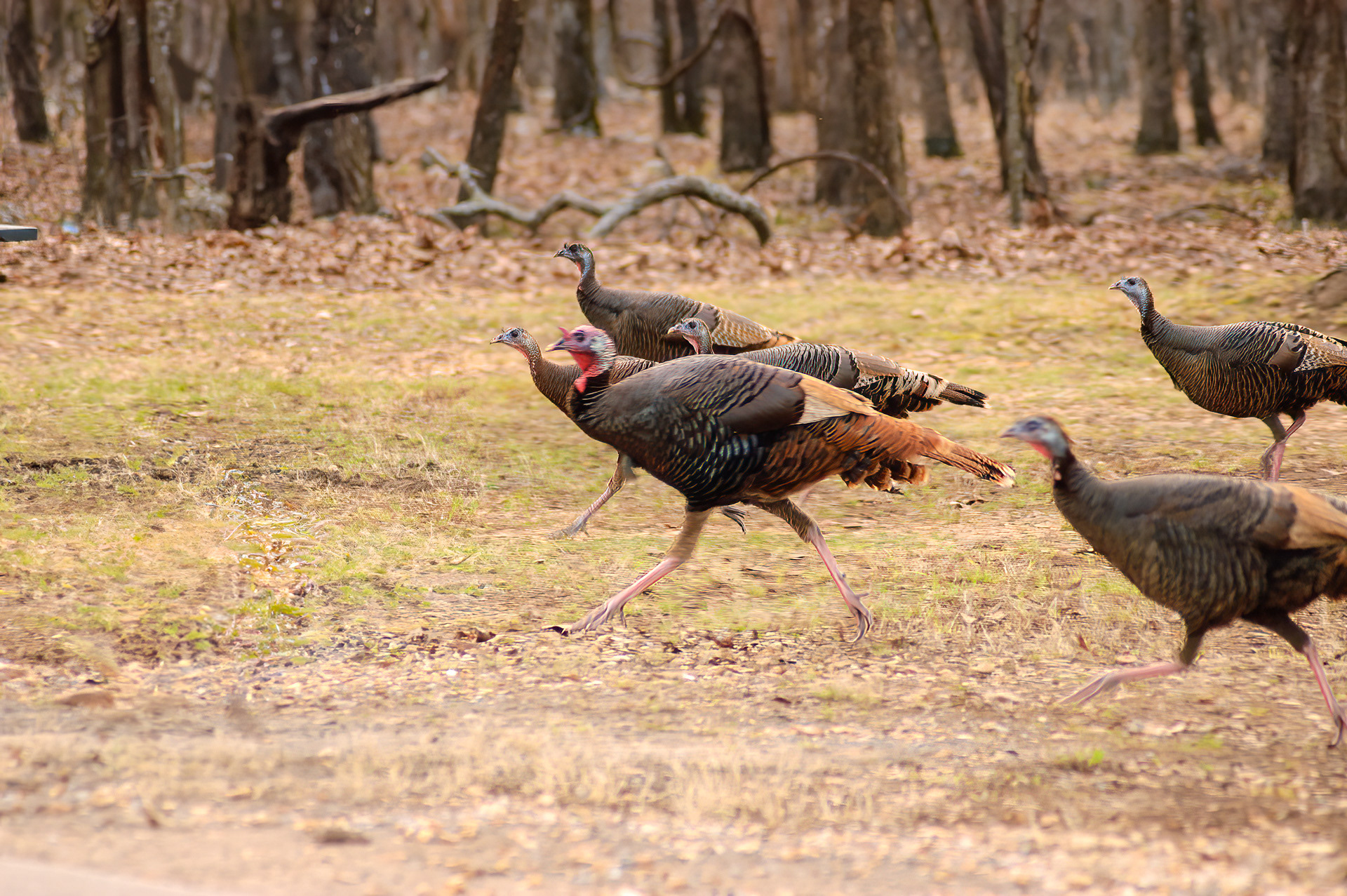 Wild Turkey