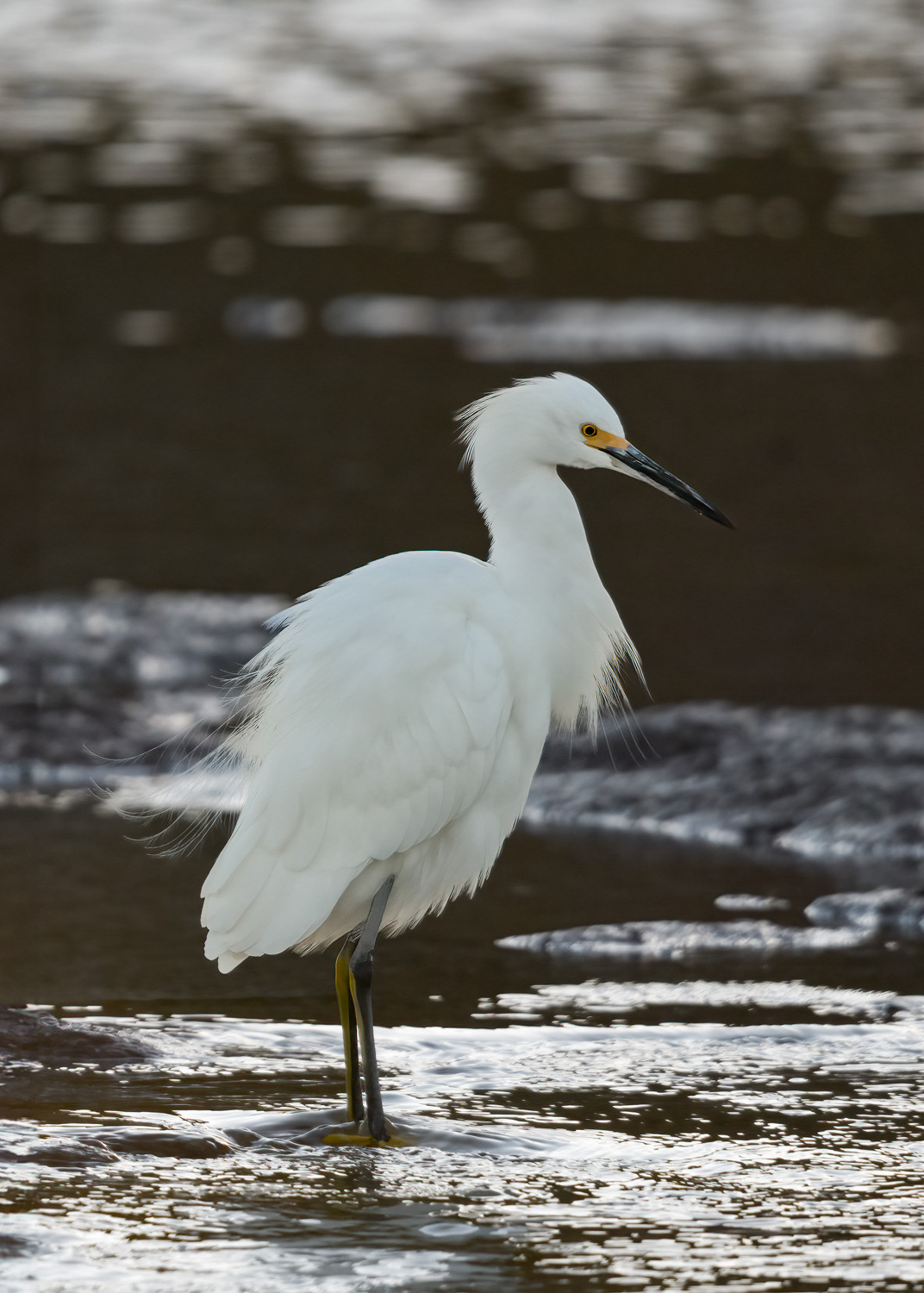 Snowy Egret