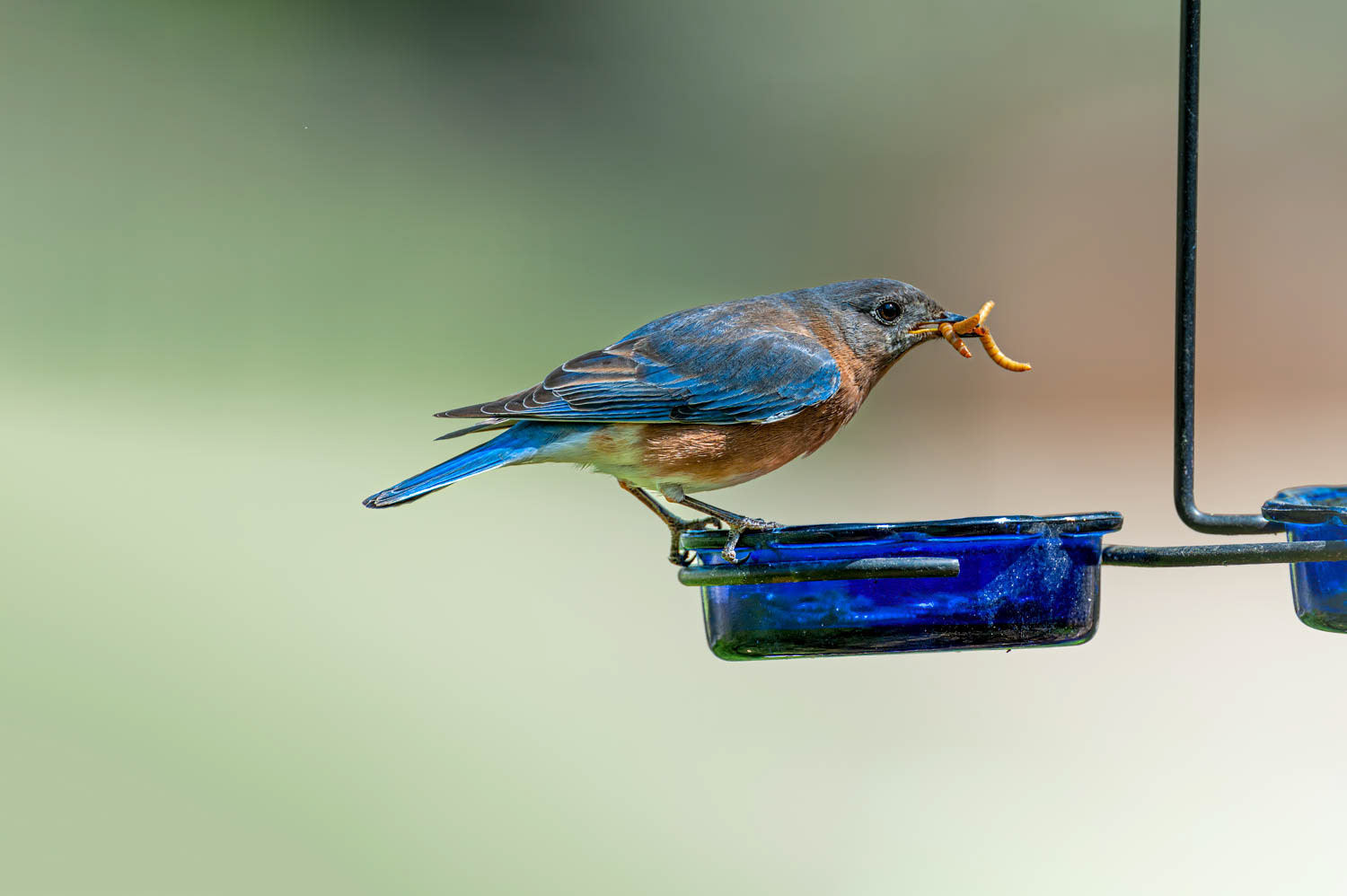 Eastern Bluebird-Female