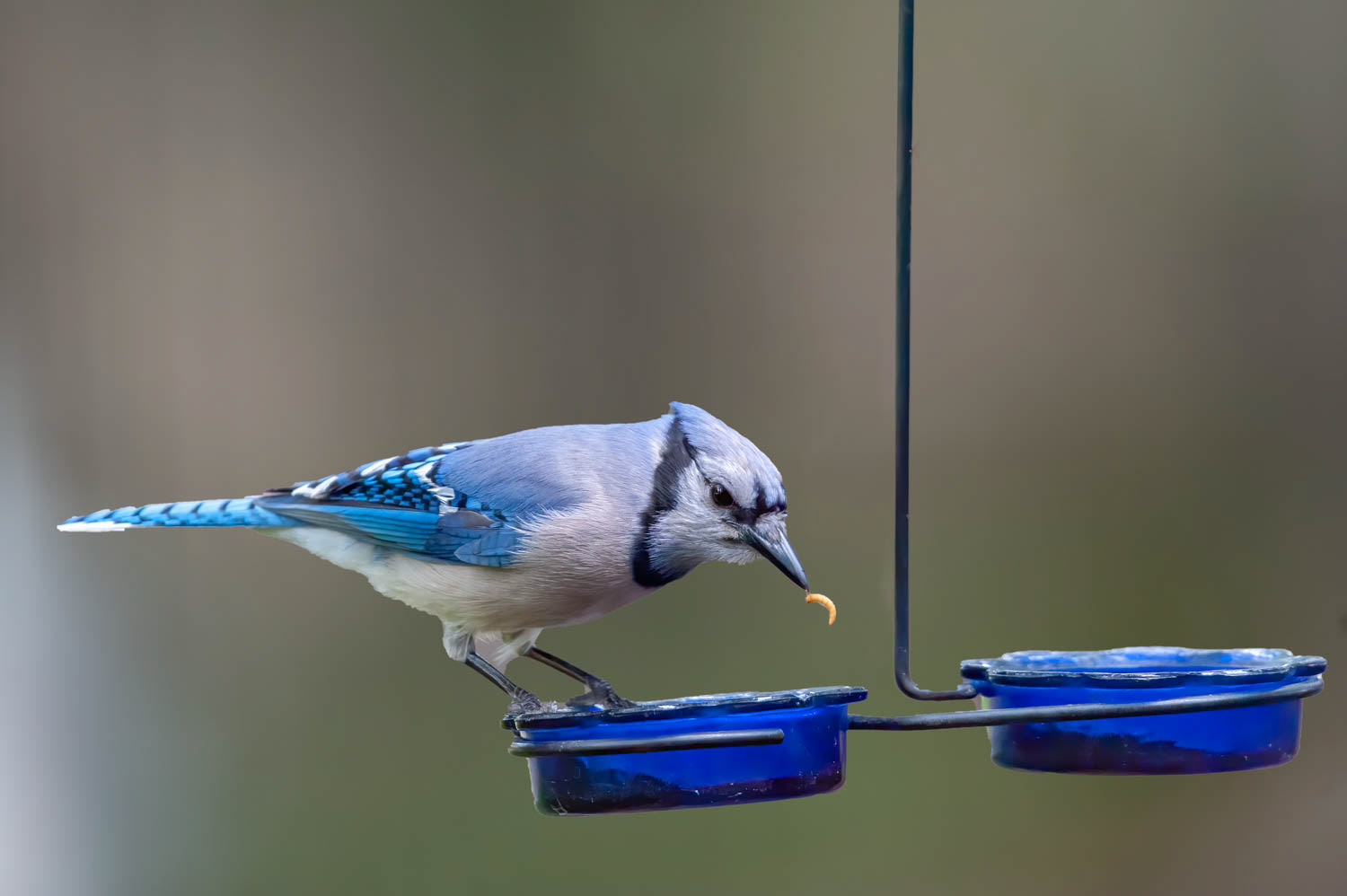 Bluejay
