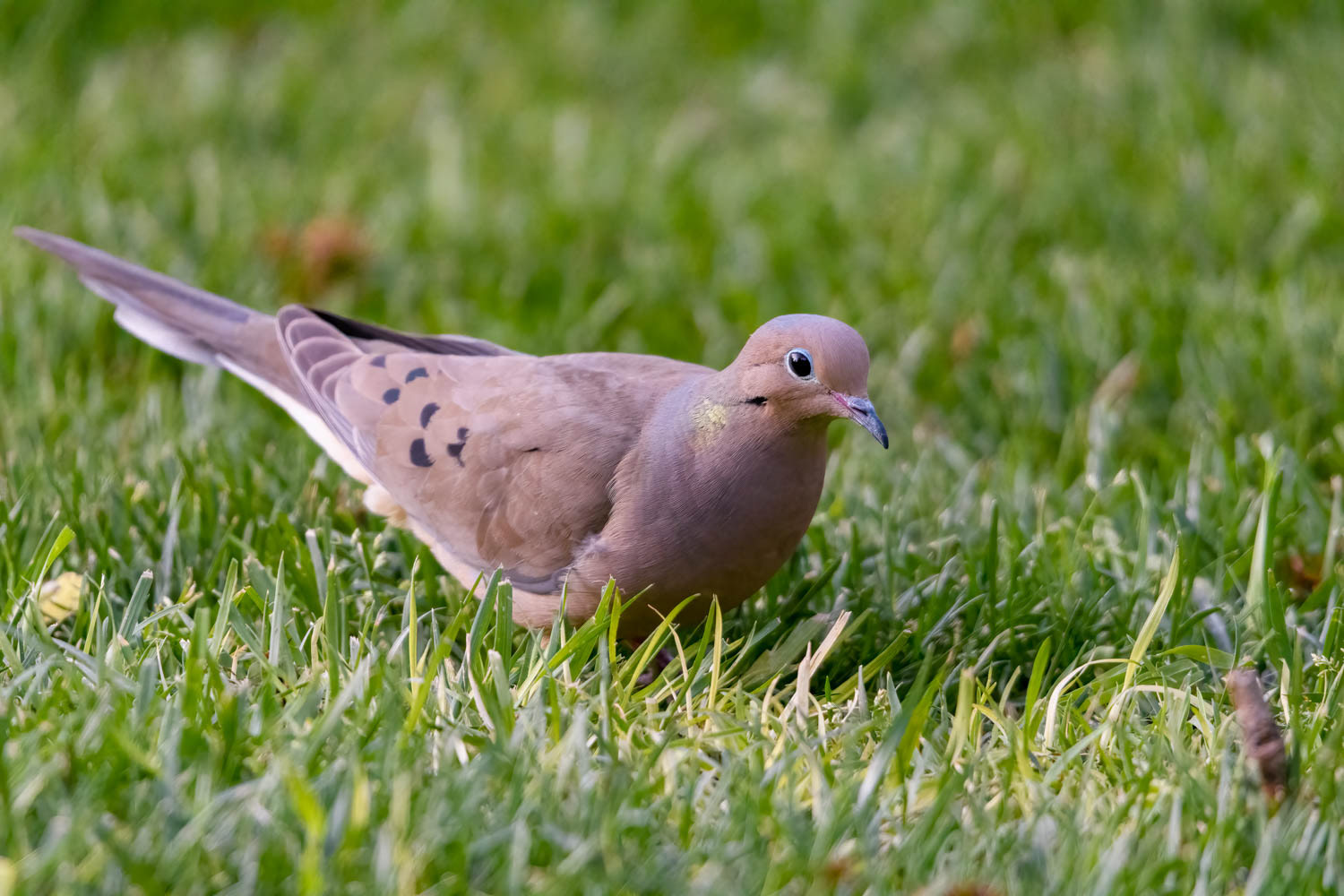 Mourning Dove