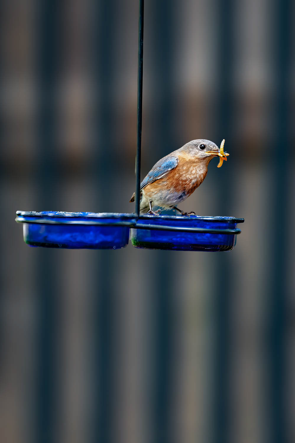 Eastern Bluebird-Female