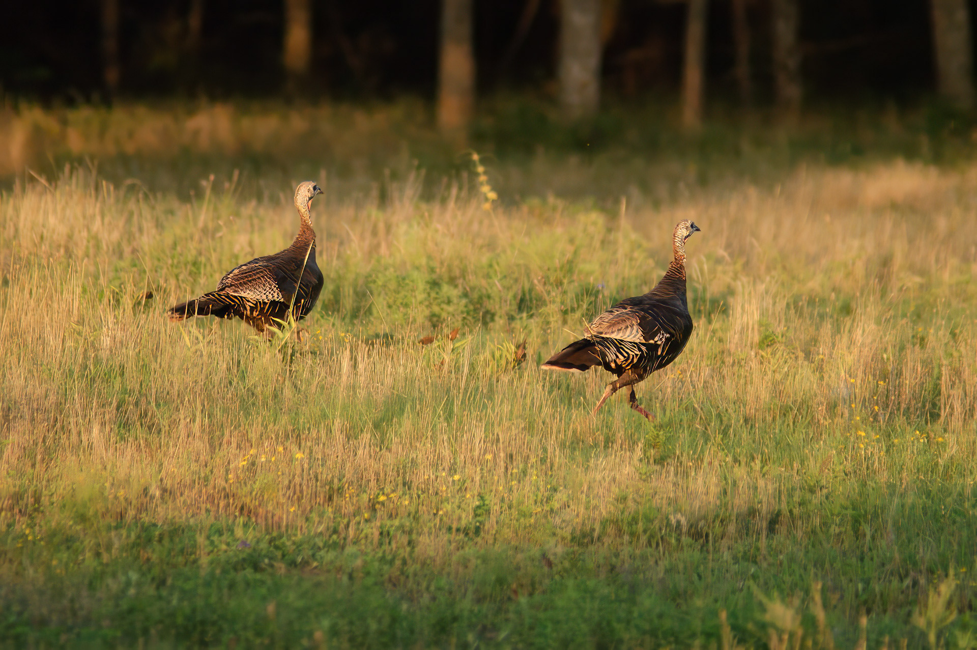 Wild Turkey