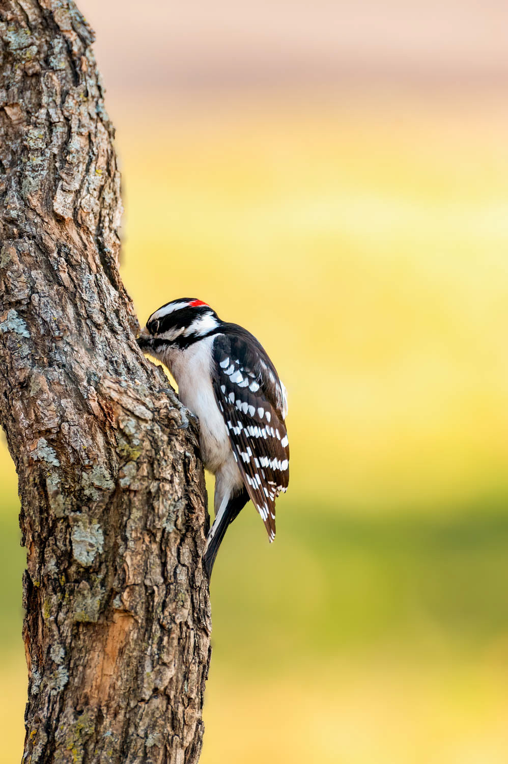 Downy Woodpeclers - Male