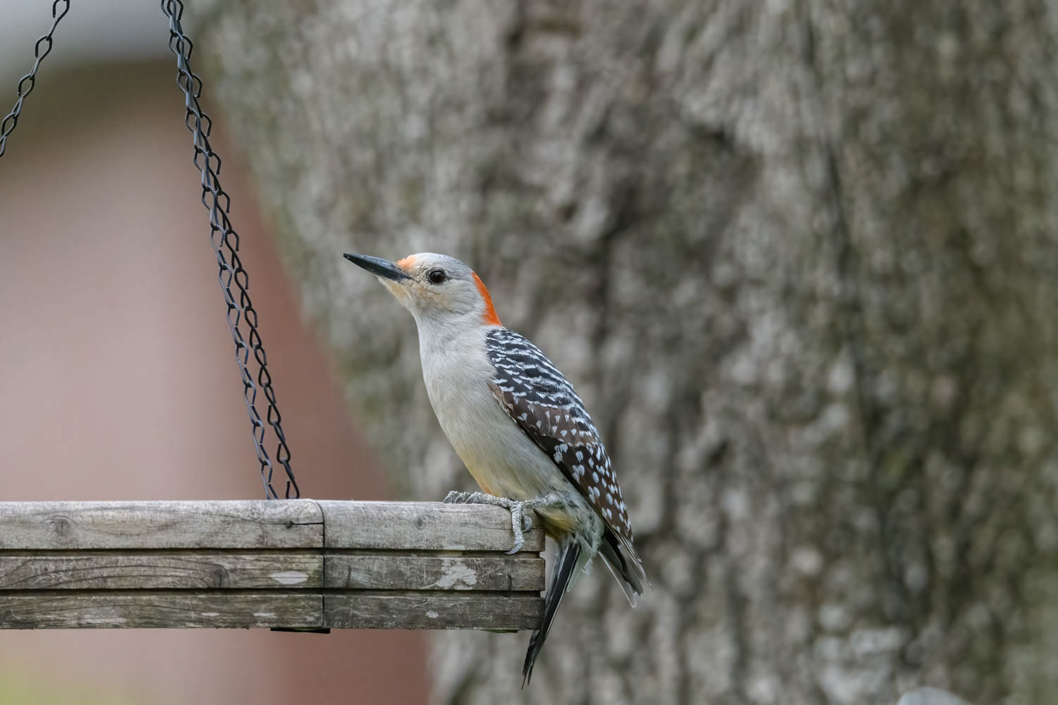 Red-bellied Woodpecker