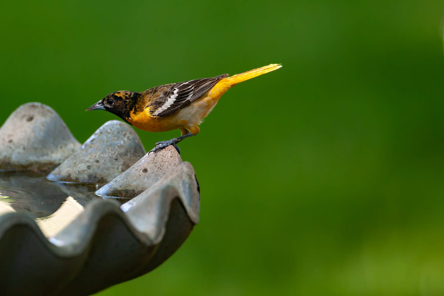 Baltimore Orioles