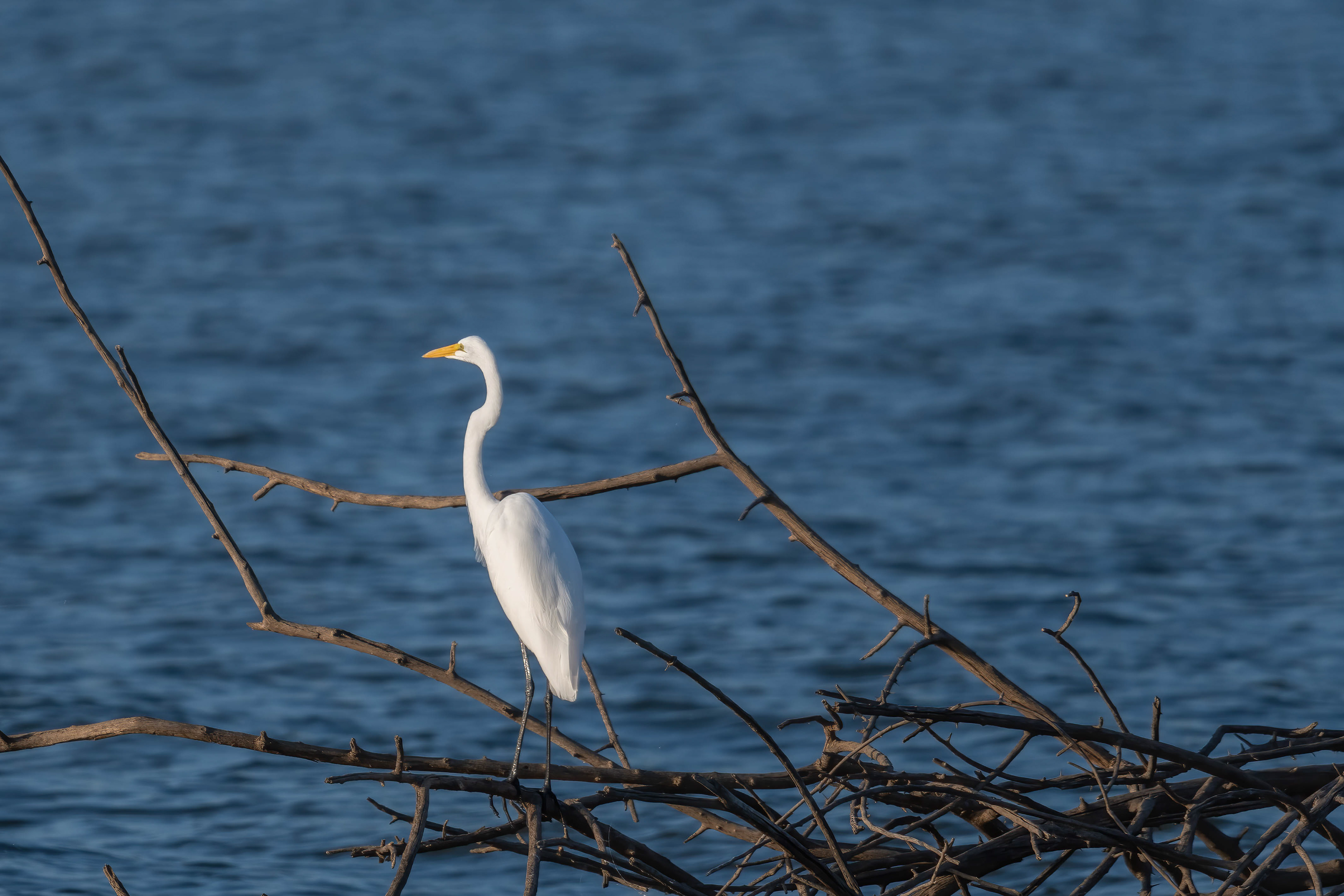 Great Egret