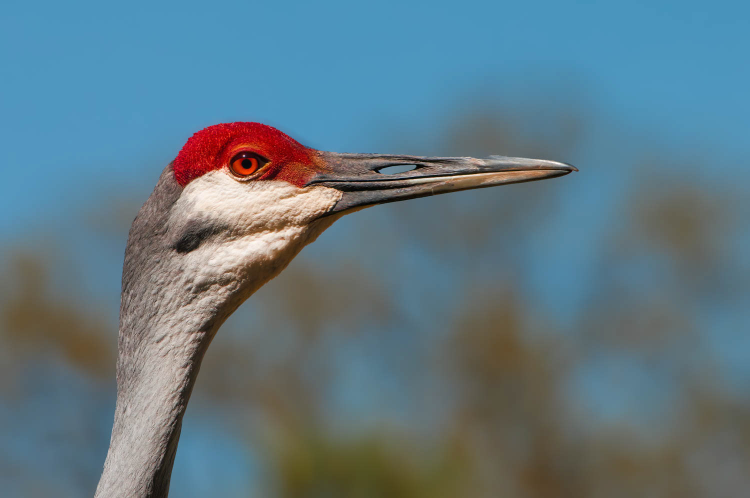 Sandhill Crane