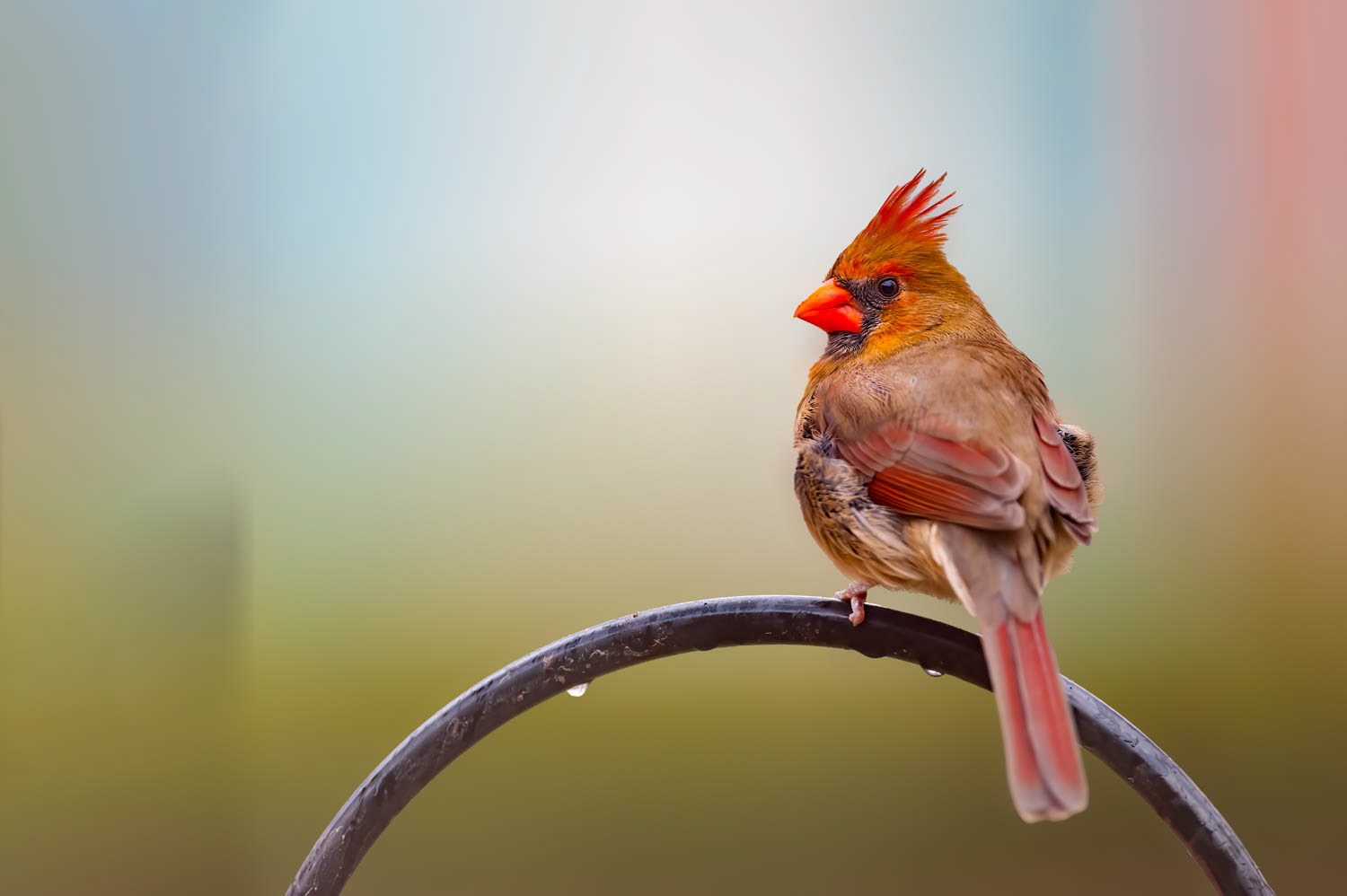 Northern Cardinal - Female