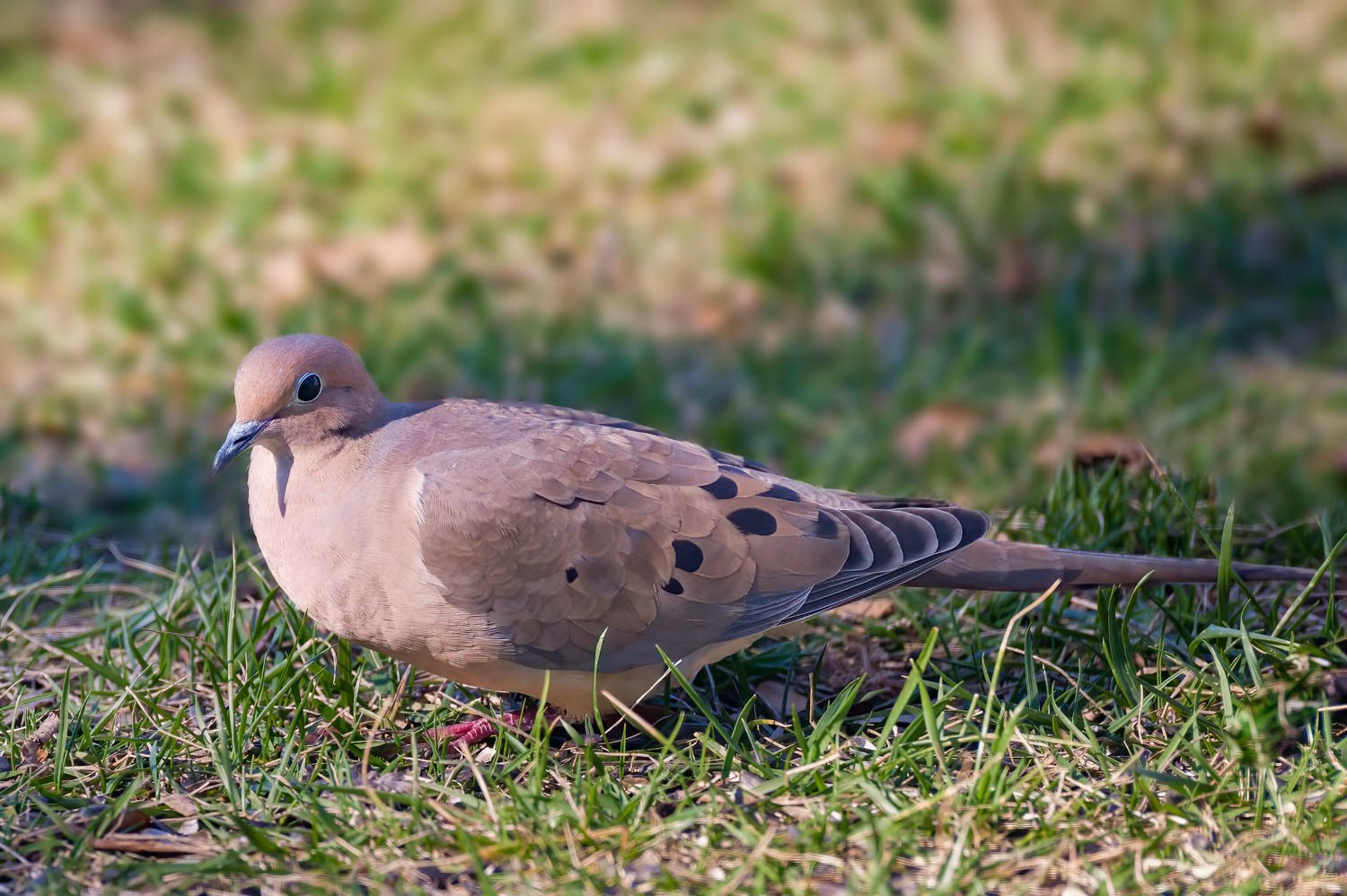 Mourning Dove