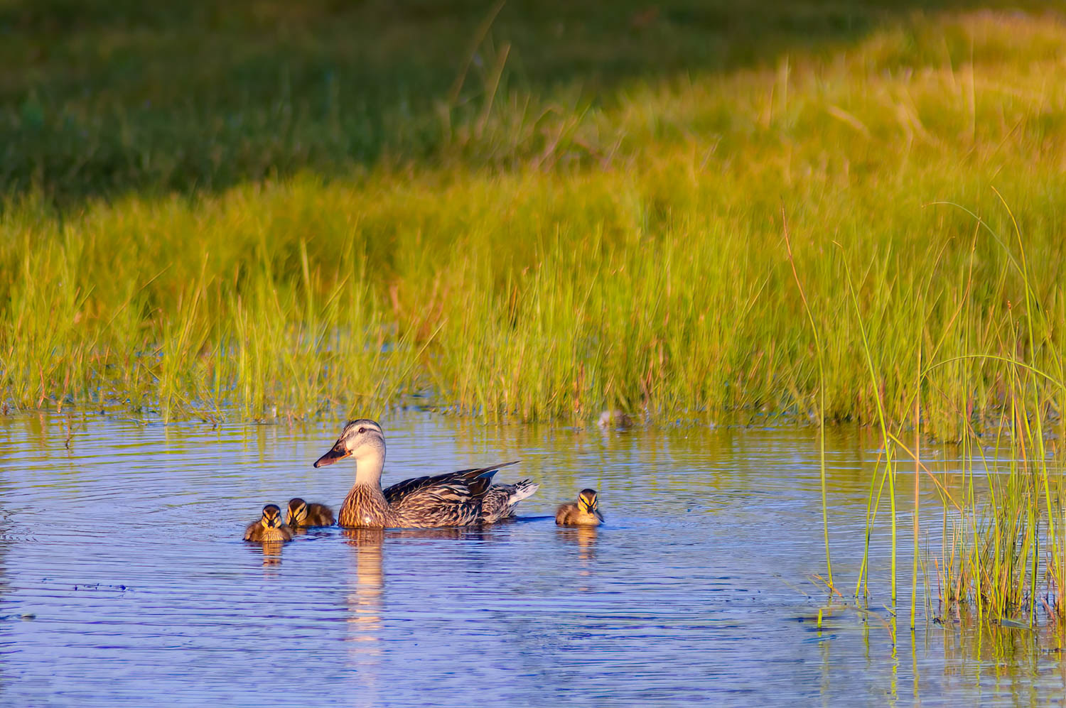 Wood Duck Hen