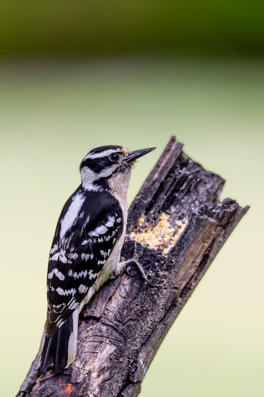 Hairy Woodpecker