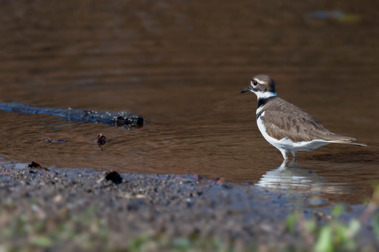 Killdeer