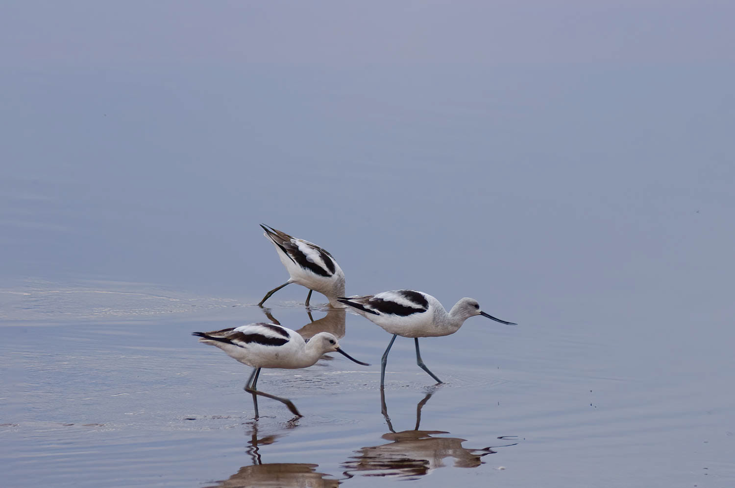 American Avocet-Winter