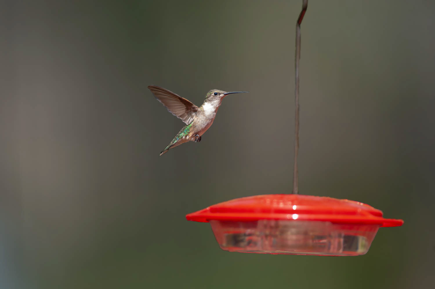 Ruby-throated Humming Bird