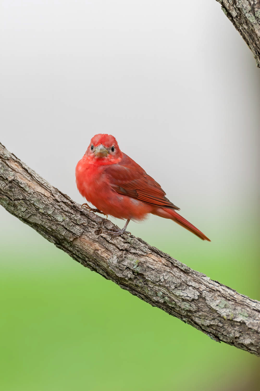 Summer Tanager-Male