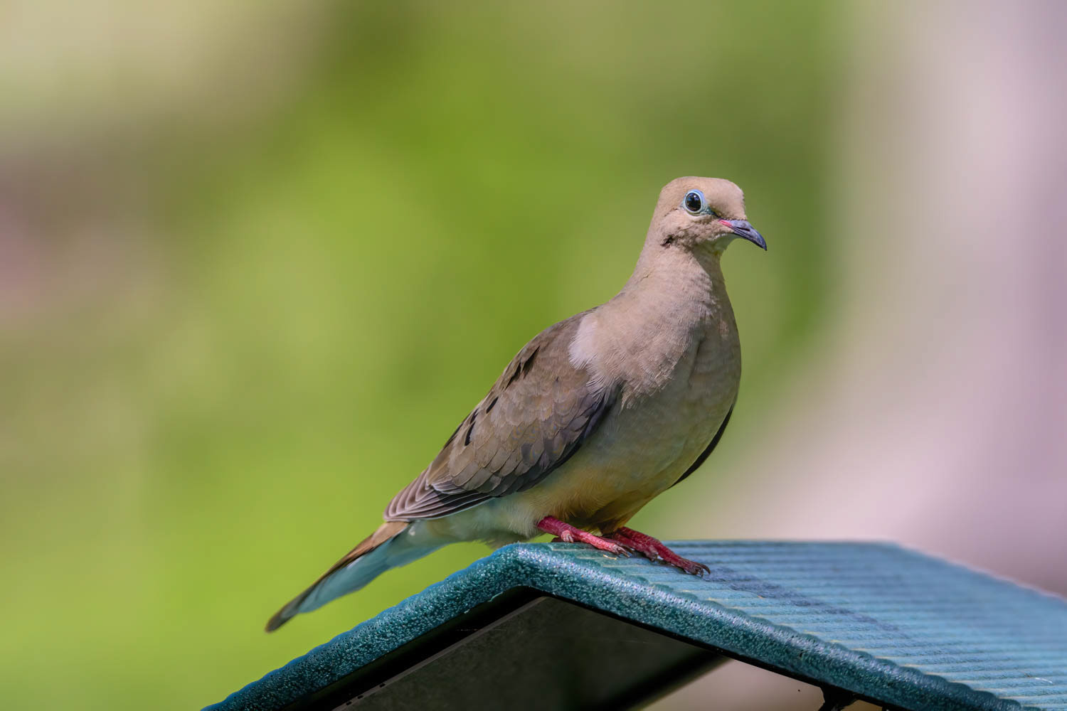 Mourning Dove