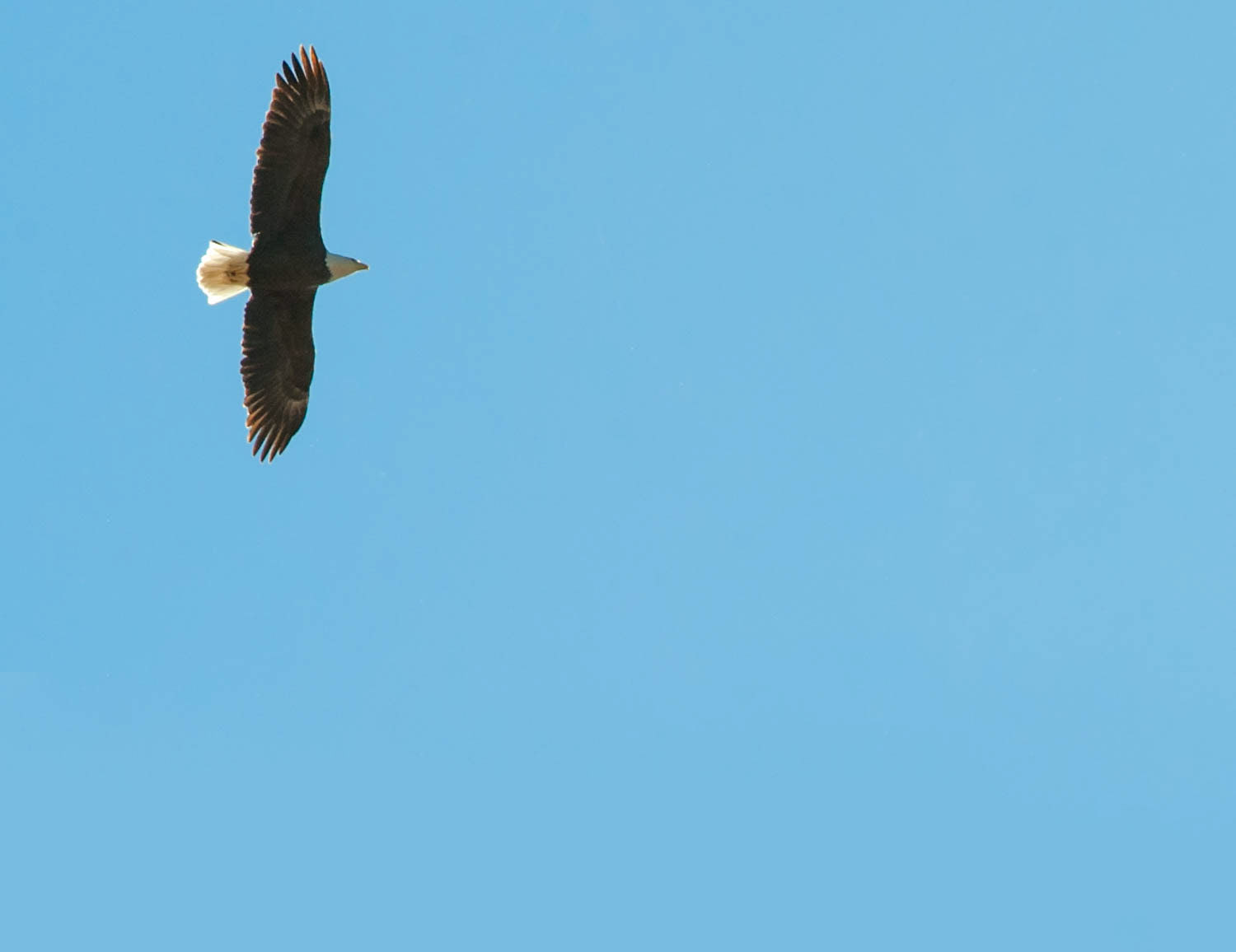 Bald Eagle