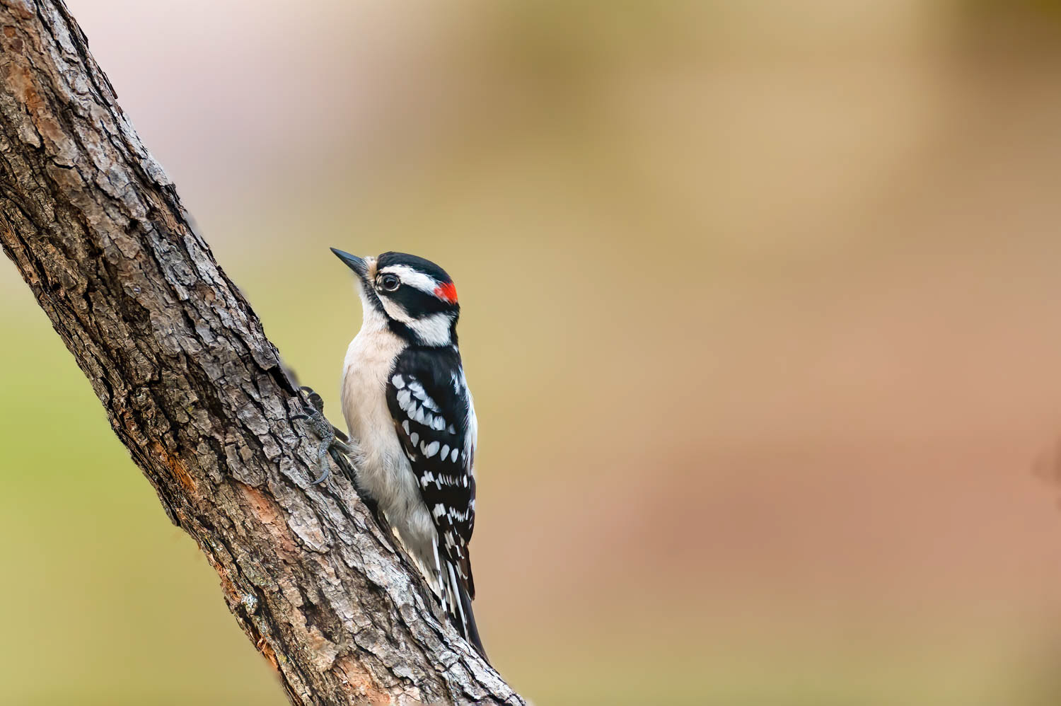 Downy Woodpeclers - Male