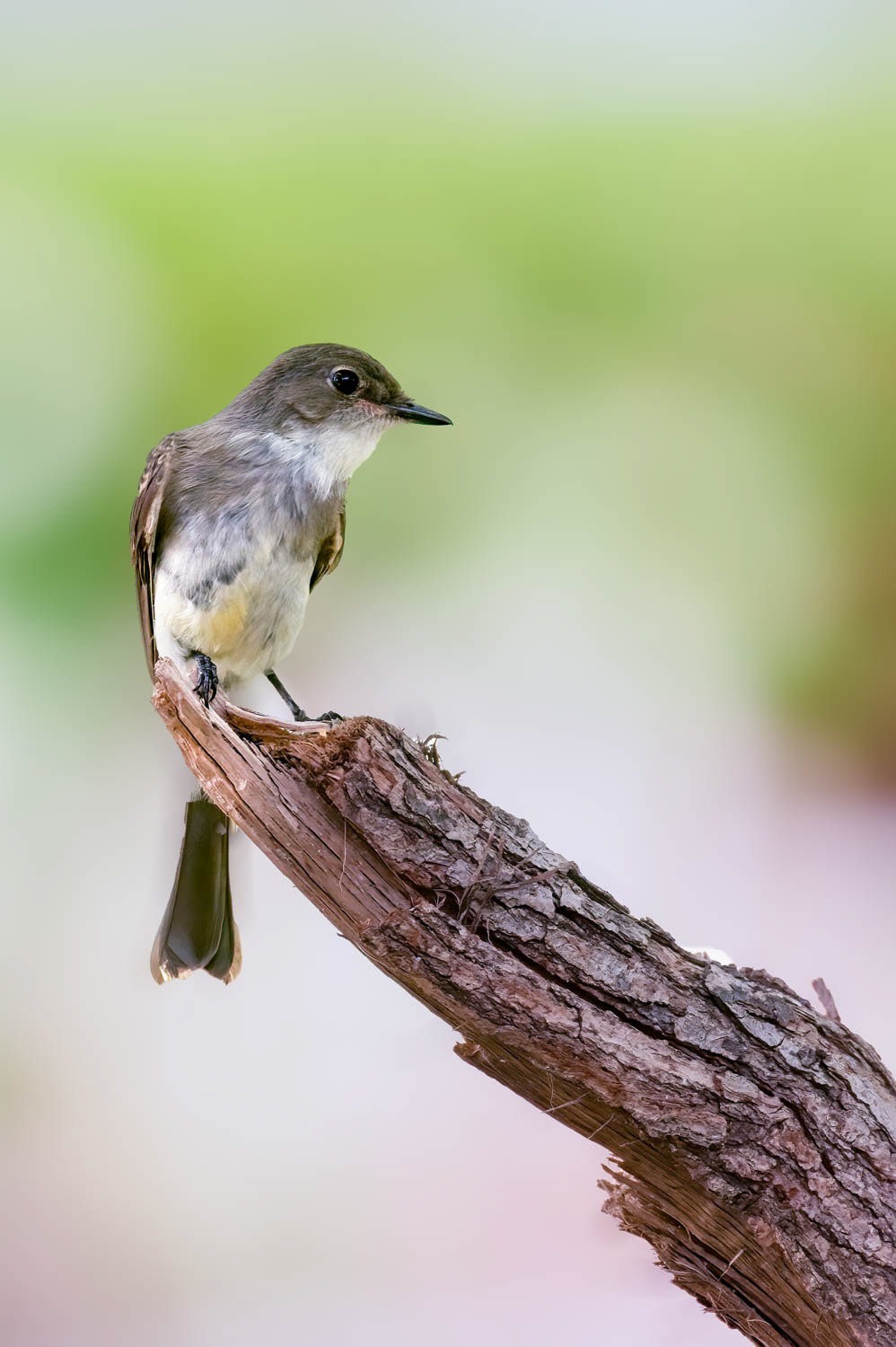 Eastern Phoebe