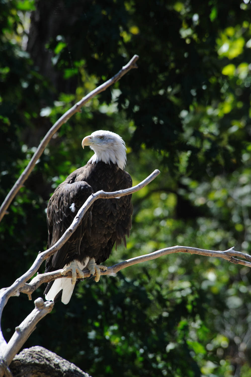 Bald Eagle