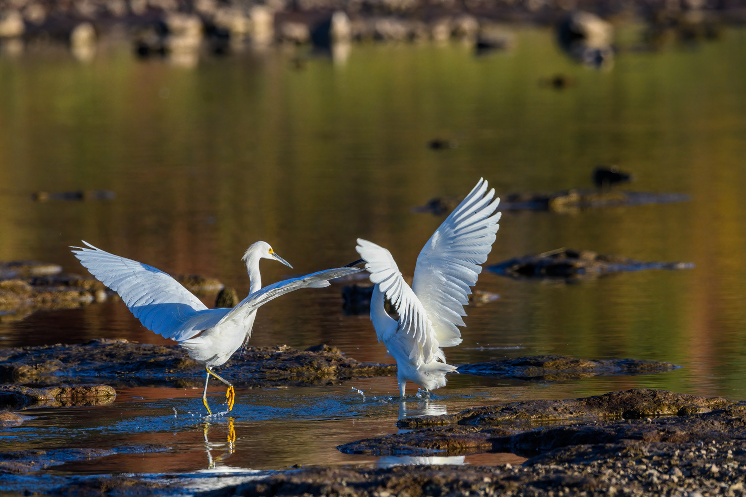 Snowy Egrets