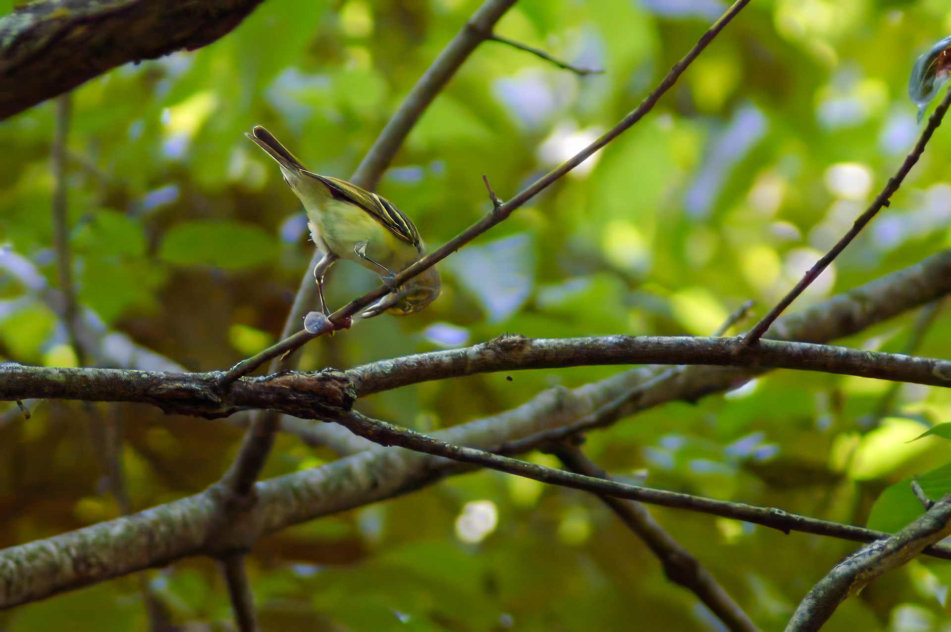 White-eyed Vireo (Identification)