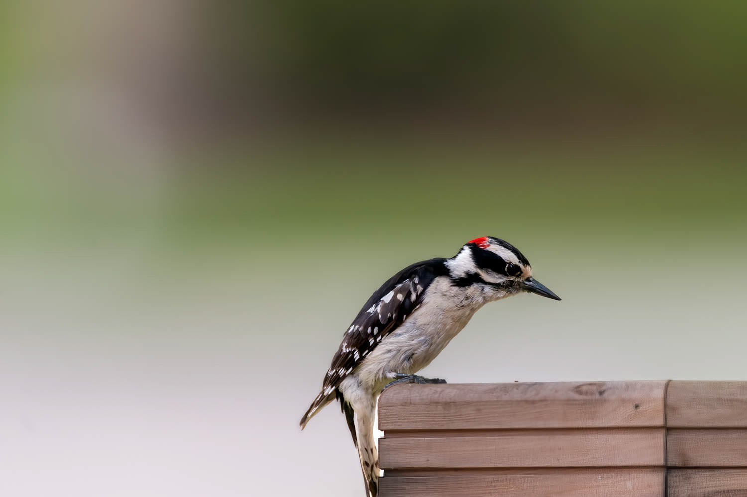 Downy Woodpeclers - Male