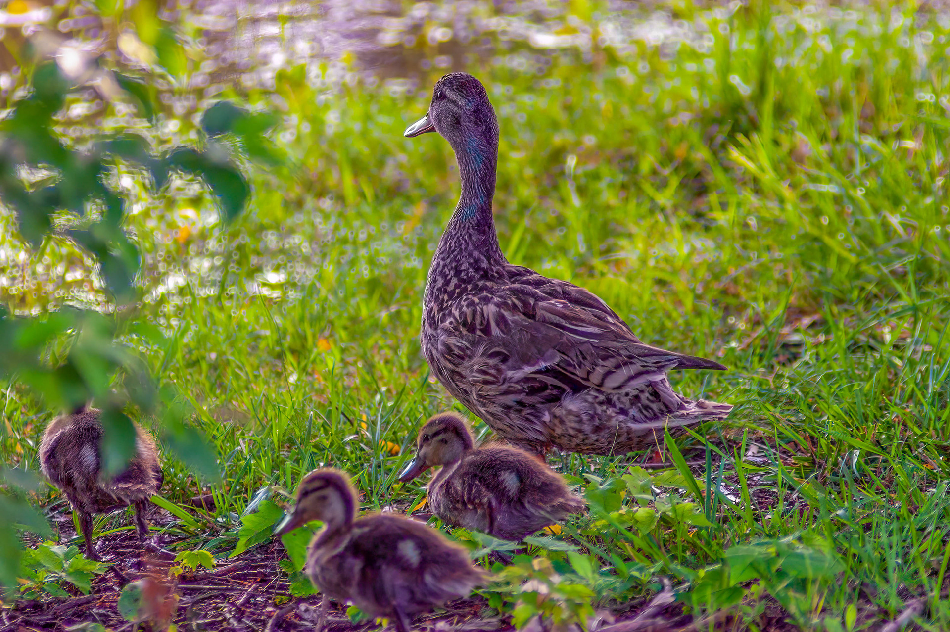 Mallard Hen