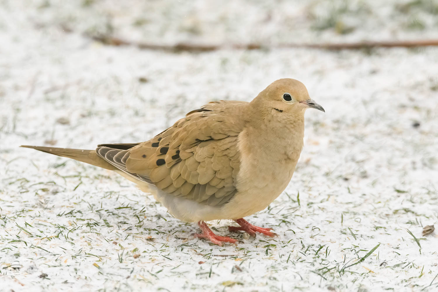 Mourning Doves