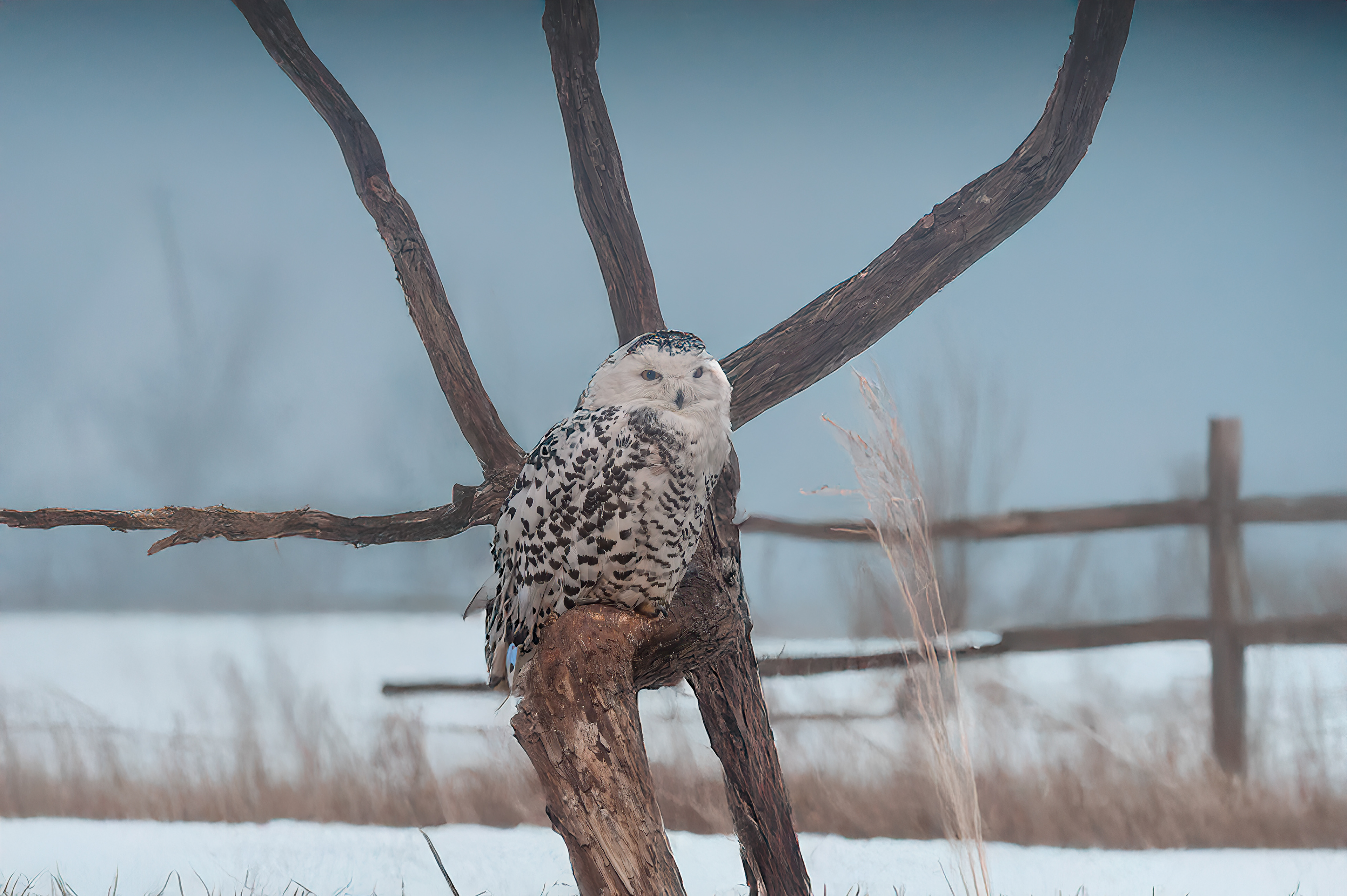 Snowy Owls Bubo (scandiacus)