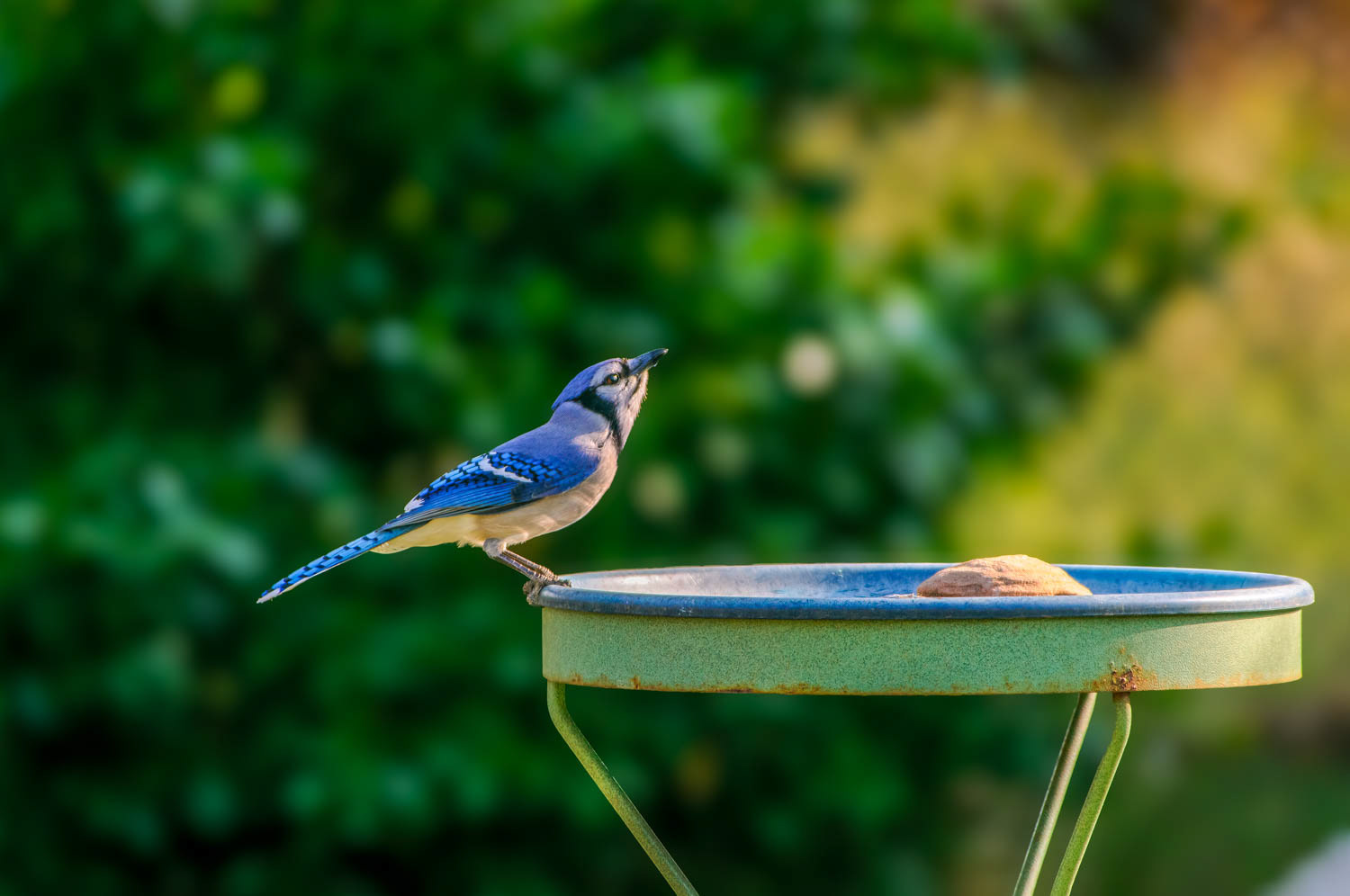 Bluejay