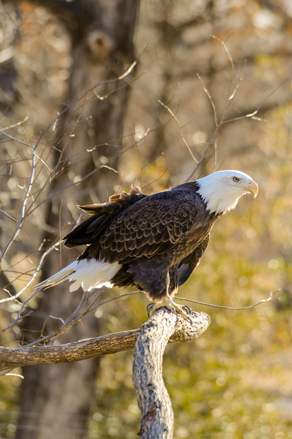 Bald Eagle