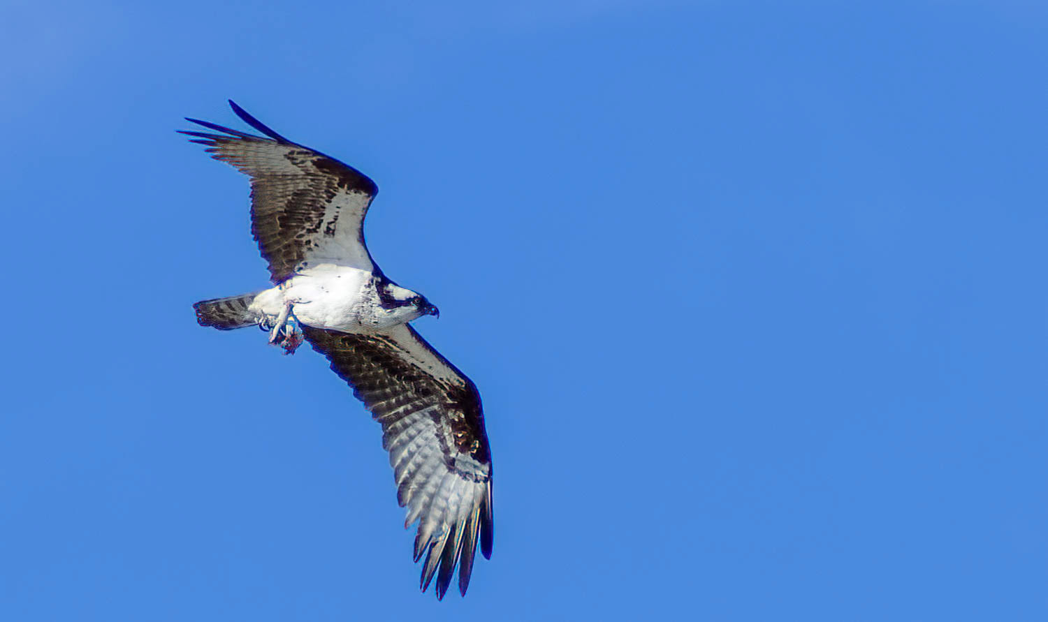 Osprey