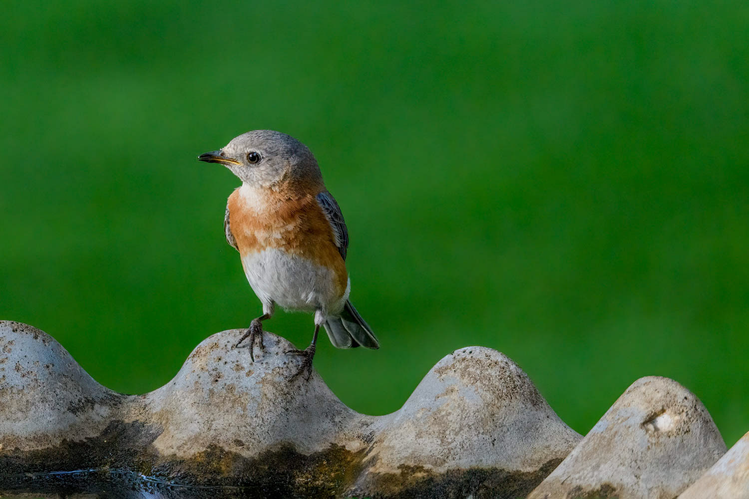 Eastern Bluebird-Female
