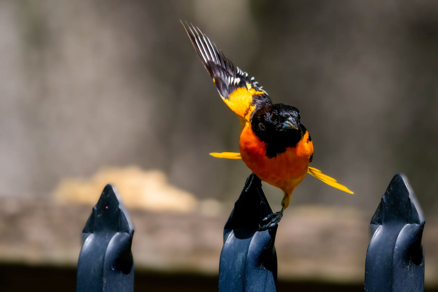 Baltimore Oriole