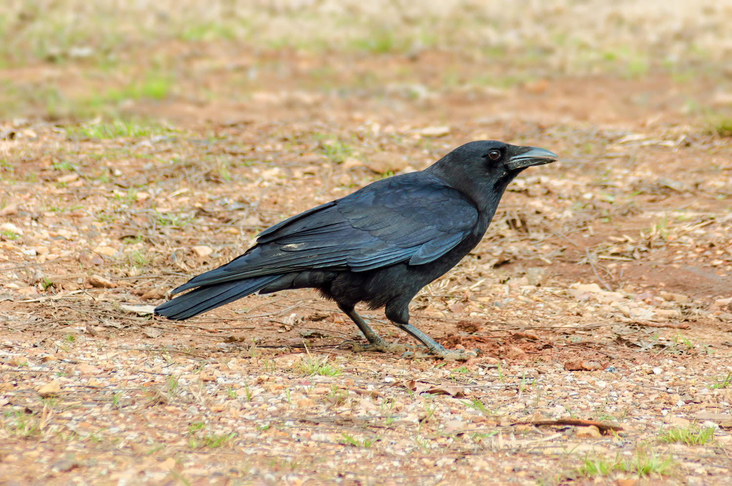 American Crow
