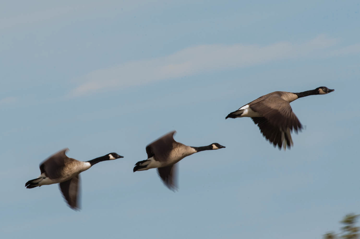 Canada Geese