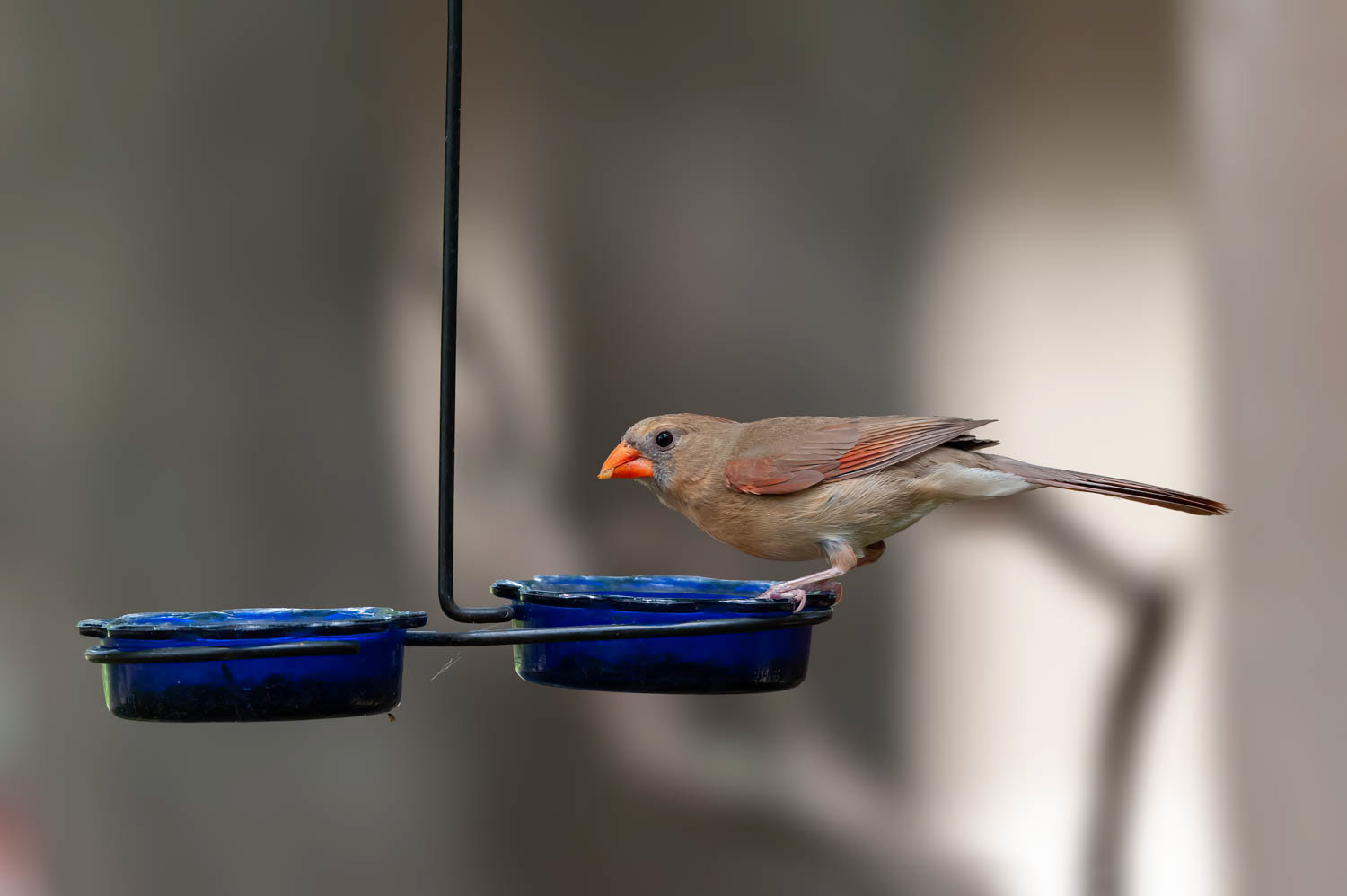 Northern Cardinal - Female