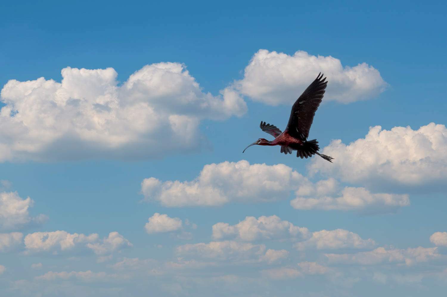 White-faced Ibis