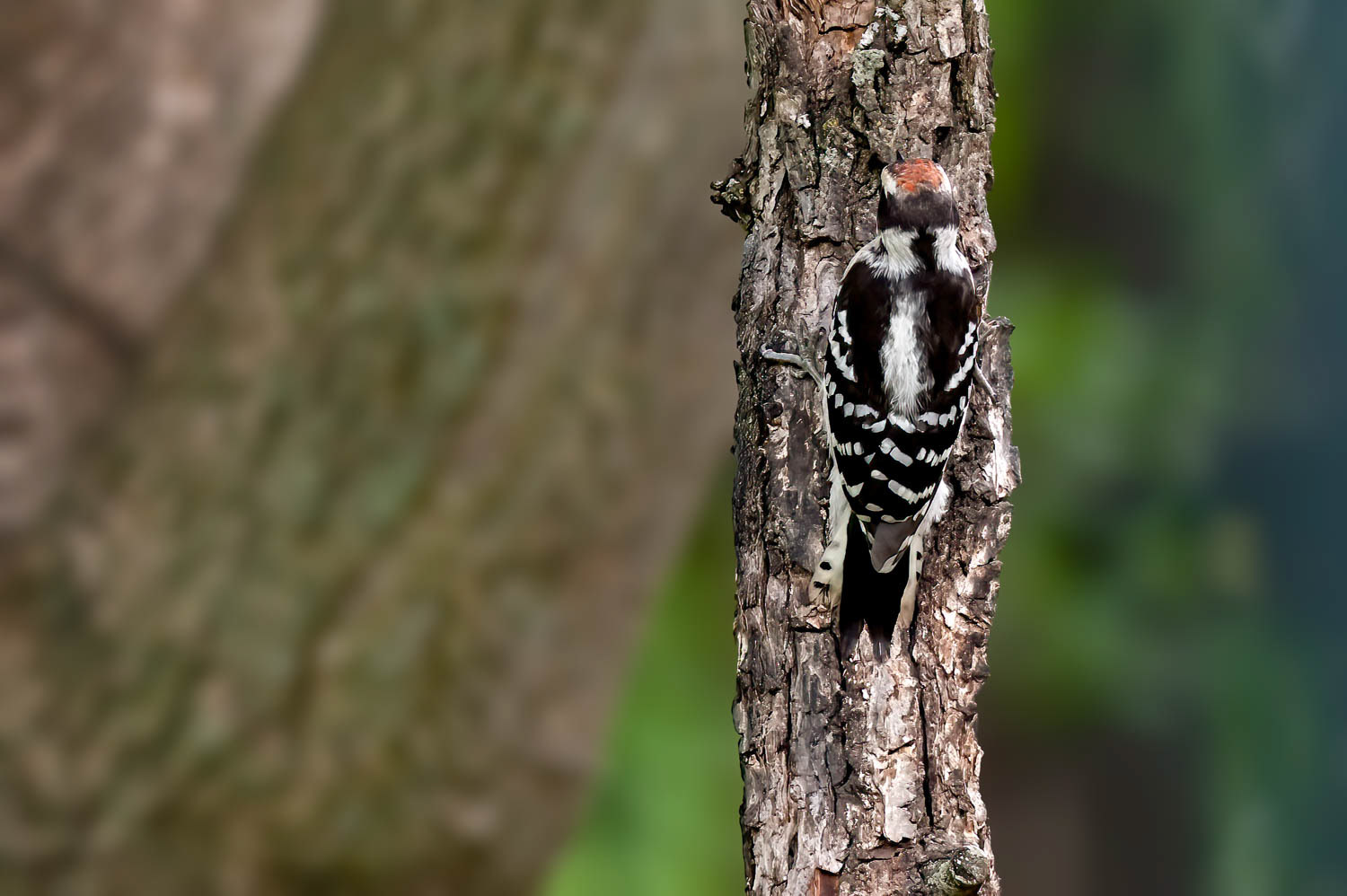 Downy Woodpeclers - Male