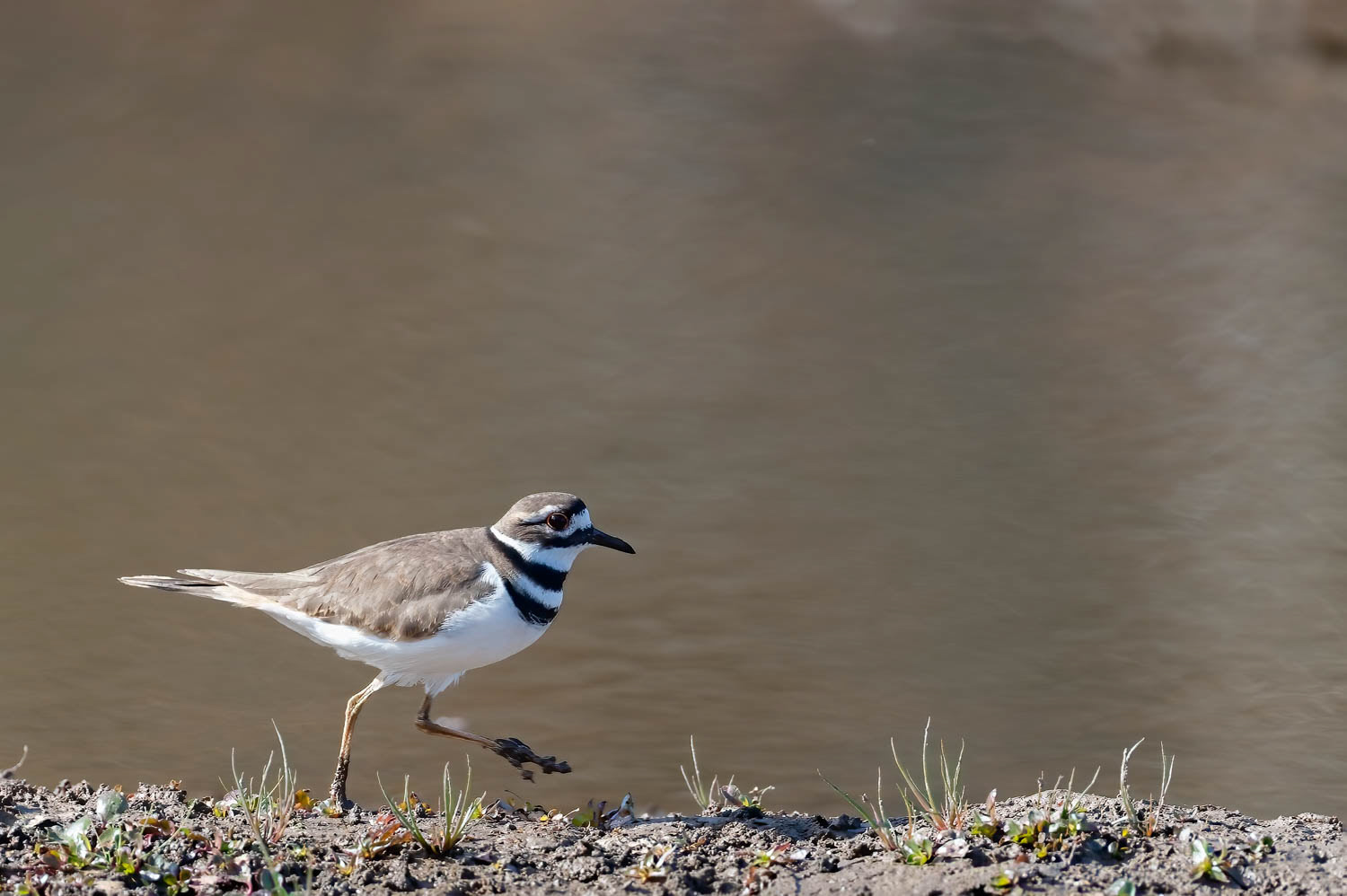 Killdeer